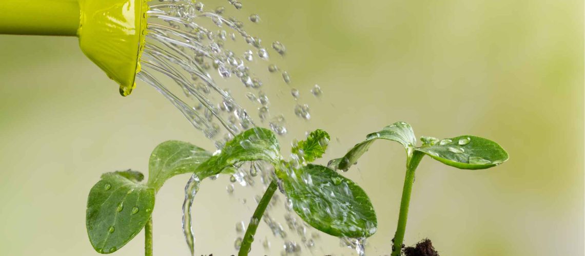 watering plant 2048 x 1365